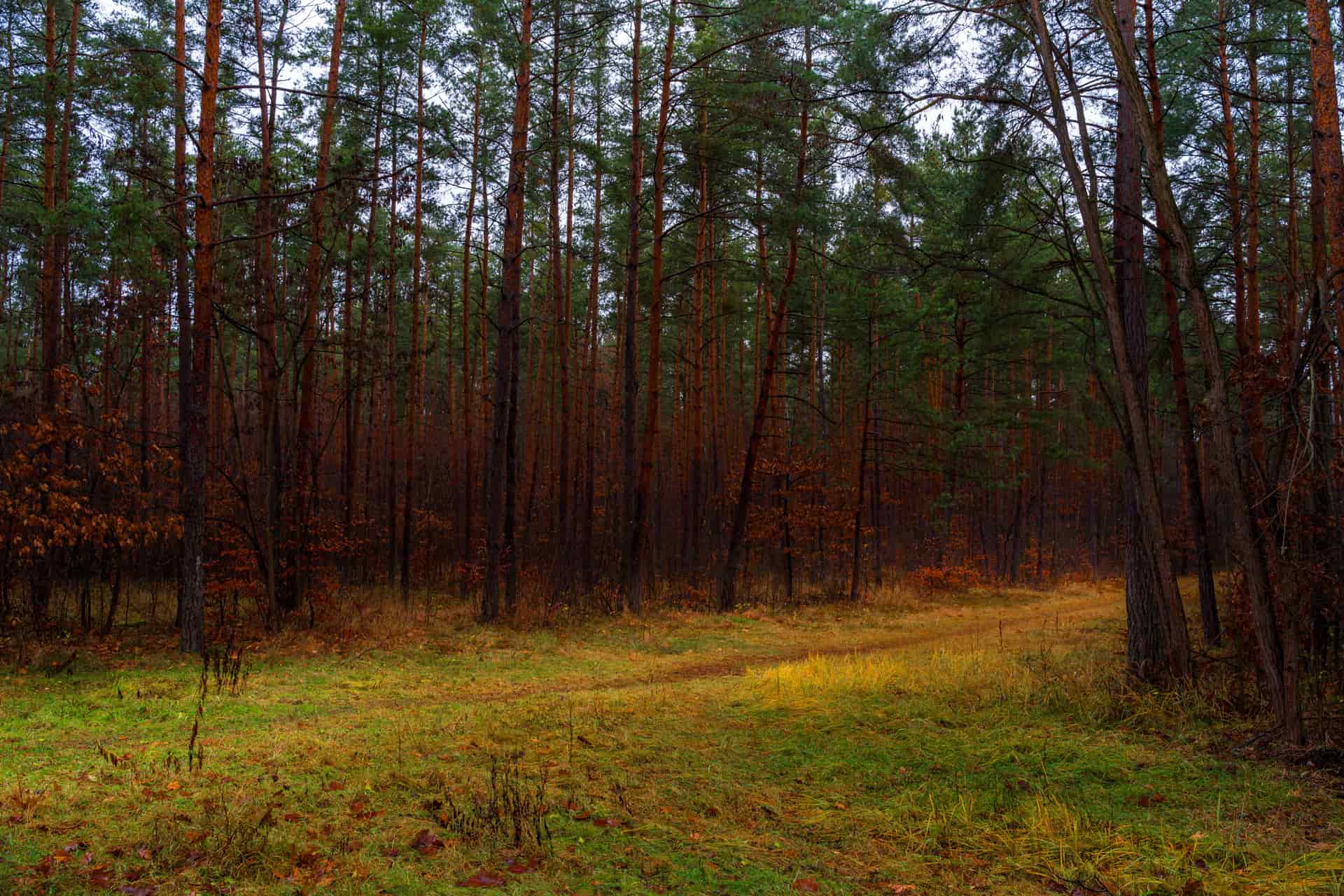 An open trail through national-forest timber in fall